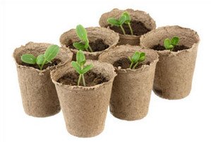 Рекомендації, як вирощувати помідори будинку