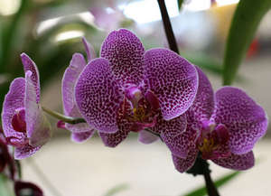Основні способи поливу орхідей