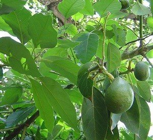 Вирощування авокадо вдома (фото, відео)