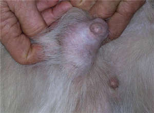 Як визначити перші стадії раку молочних залоз у кішок і собак