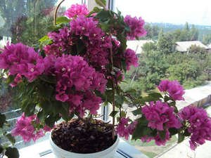 Вирощуємо прекрасна кімнатна рослина бугенвиллию (фото і відео матеріал)