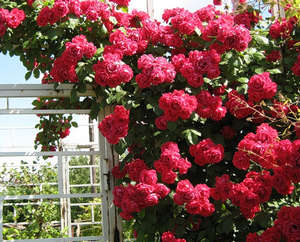 Секрети розведення сорти троянд Флорибунда (відео поради)