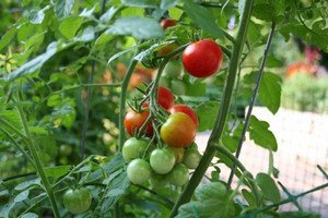 Рекомендації, як вирощувати помідори будинку