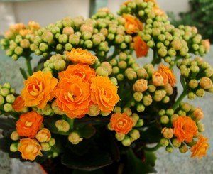 Kalanchoe blossfeldiana — красиве і корисне рослина