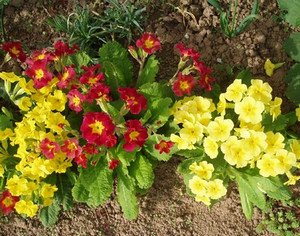 Найбільш популярні квіткові рослини для вашого саду
