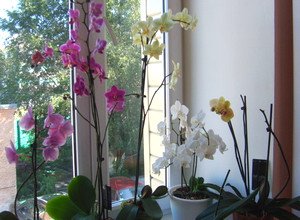 Що робити, щоб у орхідеї зявилися квіти?