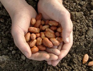 Як виростити арахіс на дачі або будинку?