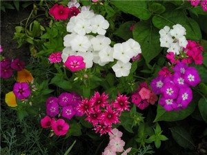 Найбільш популярні квіткові рослини для вашого саду