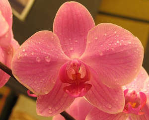 Основні способи поливу орхідей