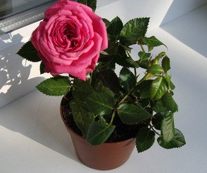 Правила догляду за мініатюрними кімнатними трояндами