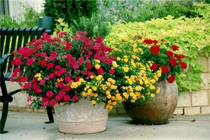 Які однорічні квіти краще посадити на дачі?
