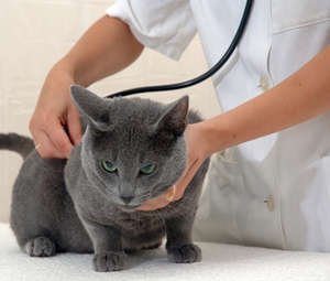 Котяча чумка — ознаки і причини захворювання, способи лікування в домашніх умовах