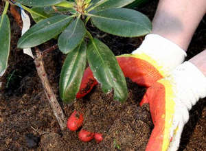 Особливості вирощування та догляду за садовою рододендроном