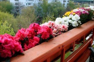 Квіти на балконі – міні сад своїми руками