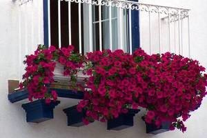 Квіти на балконі – міні сад своїми руками