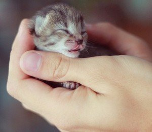 Як дізнатися стать новонародженого кота або кішки?