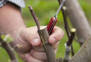 Прості способи щеплення плодових дерев у вашому саду