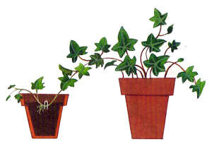 Вирощуємо прекрасна кімнатна рослина бугенвиллию (фото і відео матеріал)