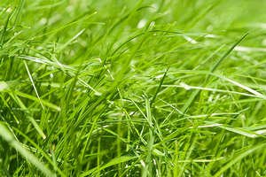 Як правильно садити газонну траву і доглядати за нею