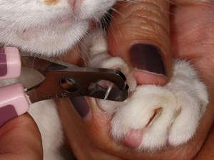 Що таке антицарапки для кішки, і наскільки вони шкідливі
