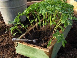Як доглядати за садовим рослиною сальпиглоссисом?