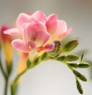 Африканський квітка Фрезія — вирощування у відкритому грунті і вдома