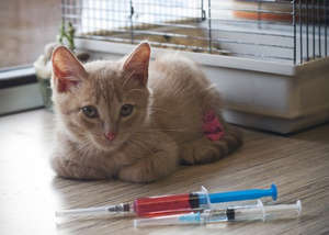 Як підтримати імунітет вашої кішки?