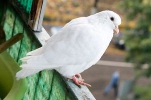Як позбутися від голубів на балконі – проганяємо обридлих птахів