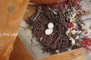 Як позбутися від голубів на балконі – проганяємо обридлих птахів