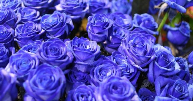 До чого дарують сині троянди: прикмети
