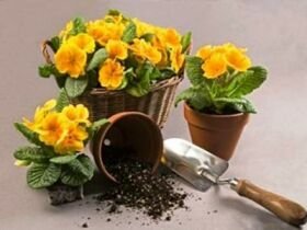 Догляд потрібен не тільки людині, але і рослинам