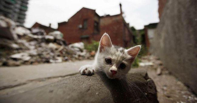 Взяти бездомне кошеня з вулиці: прикмети