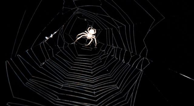 Побачити павука вночі: прикмети