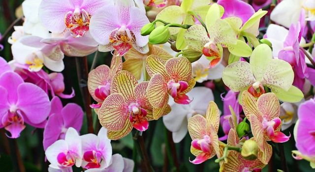 До чого дарують орхідеї: прикмети