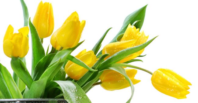 До чого дарують жовті тюльпани: прикмети