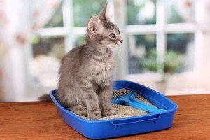 Як швидко привчити кошеня до лотка – поради для початківців кошатників