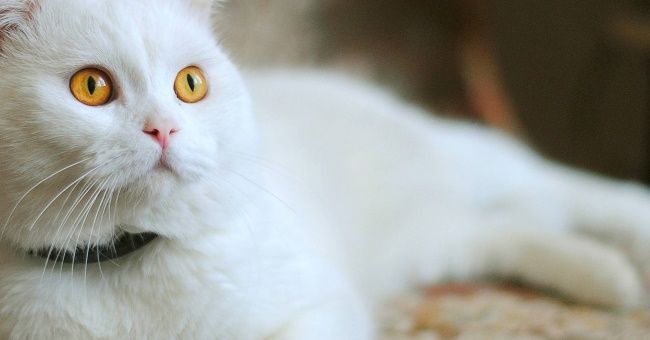 Біла кішка в домі: прикмети