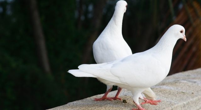 До чого прилітає білий голуб: прикмети