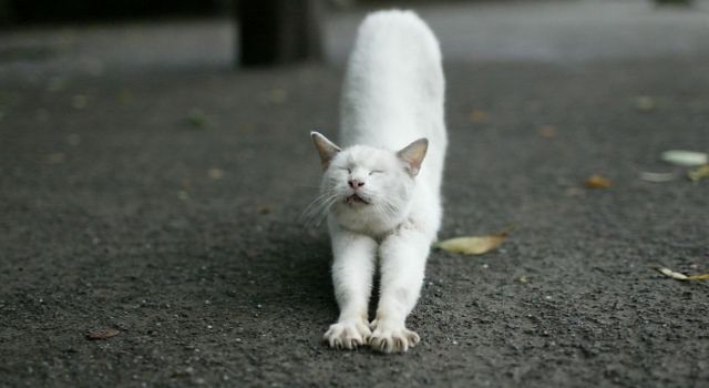 Біла кішка перебігла дорогу: прикмети
