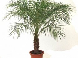 Фінікова пальма: як виростити і догляд за нею