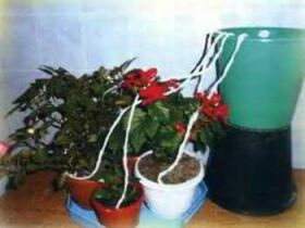 Догляд потрібен не тільки людині, але і рослинам