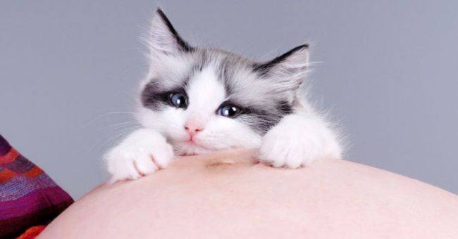 Кішка на животі: прикмети
