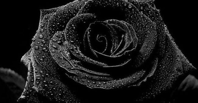 До чого дарують чорні троянди: прикмети