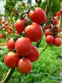 Правильне вирощування помідорів в теплиці