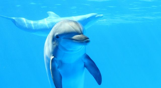 Побачити дельфіна в море: прикмети