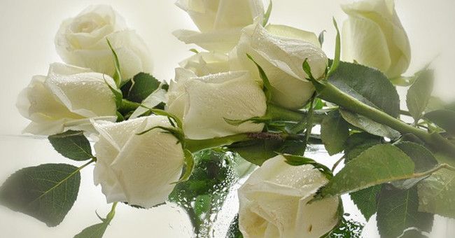 До чого дарують білі троянди: прикмети