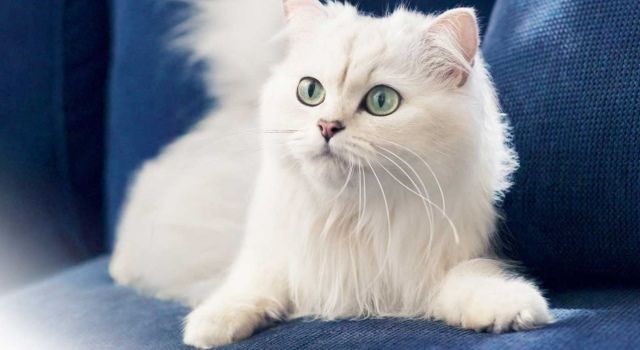 Білий кіт в хаті: прикмети