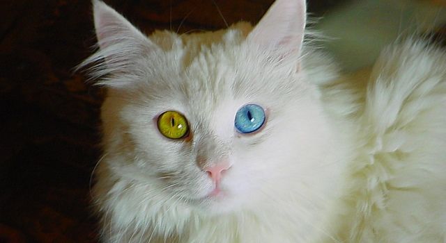 Кішка з різними очима: прикмети