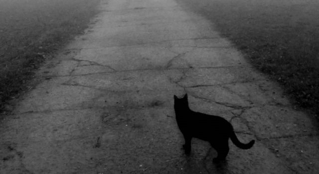 Чорна кішка перебігла дорогу: прикмети