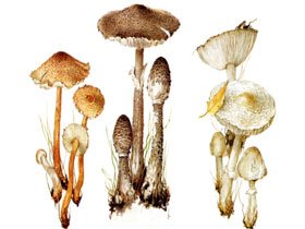 Опис гриб парасолька